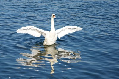 Allez, viens_7838767996_l.jpg